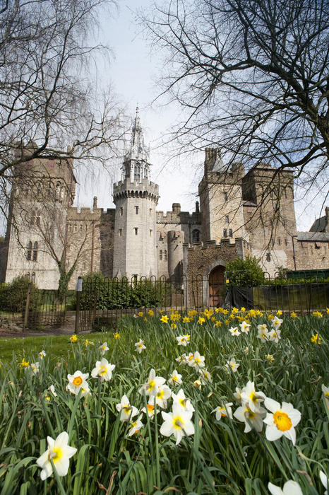 View across the gardens full of flowering spring daffodils to Cardiff Castle and the Barbican tower which houses the Welsh Regiment museum